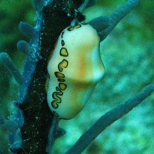 Meet your Posher, George-cheryl